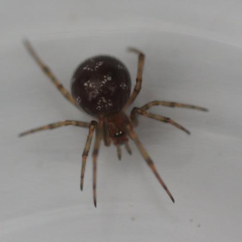 Steatoda triangulosa