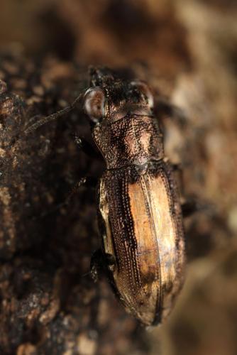 Réf. 127 070 : Notiophilus quadripunctatus