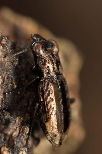Réf. 127 071 : Notiophilus quadripunctatus