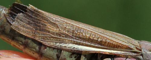 Réf. 127 879 : Stauroderus scalaris scalaris