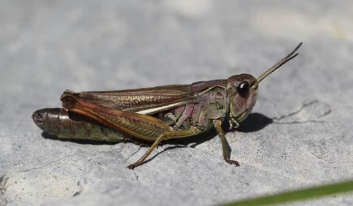 Réf. 127 878 : Stauroderus scalaris scalaris