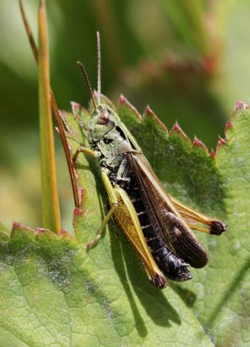 Réf. 127 846 : Omocestus viridulus