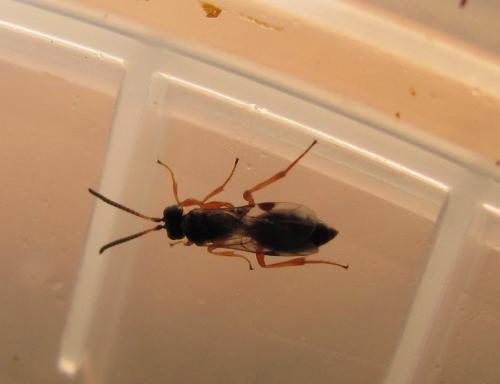 Réf. 127 528 : Cryptinae inconnu