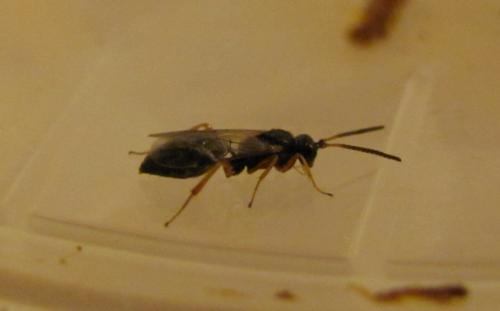 Réf. 127 529 : Cryptinae inconnu