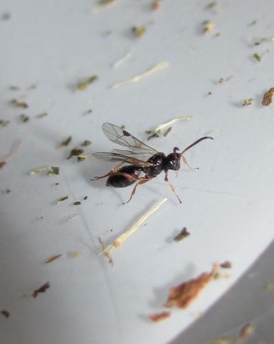 Réf. 127 530 : Cryptinae inconnu
