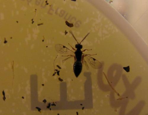 Réf. 127 531 : Cryptinae inconnu