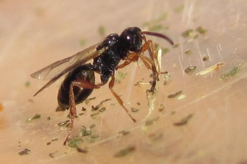 Réf. 127 532 : Cryptinae inconnu