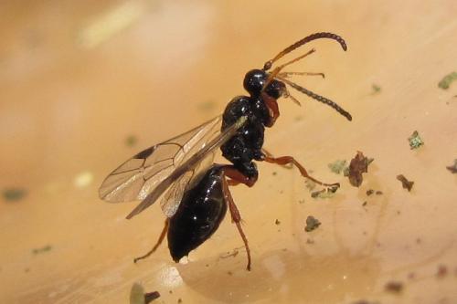 Réf. 127 533 : Cryptinae inconnu