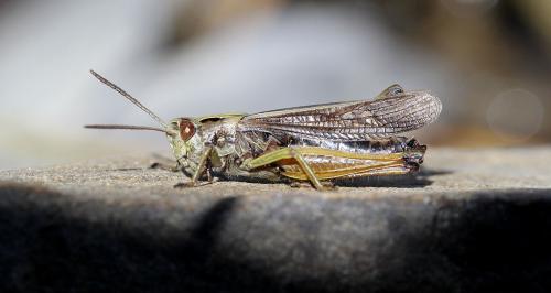 Réf. 127 845 : Omocestus viridulus