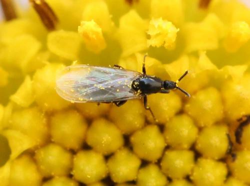 Reichertella nigra