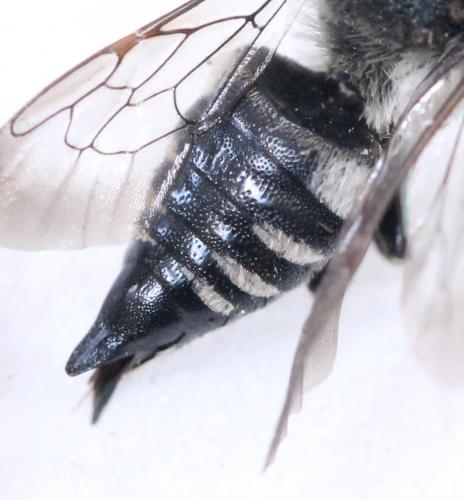 Coelioxys sp.