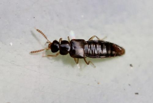 Gyrophaena sp.