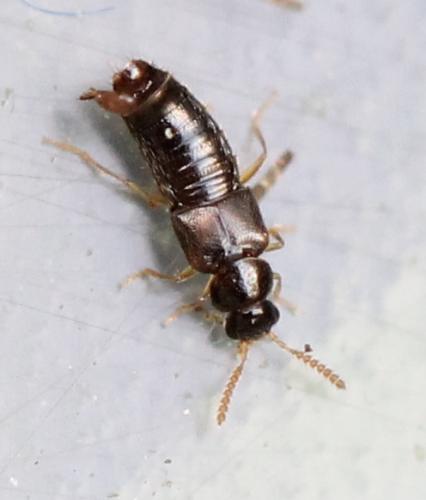 Réf. 127 133 : Gyrophaena sp.