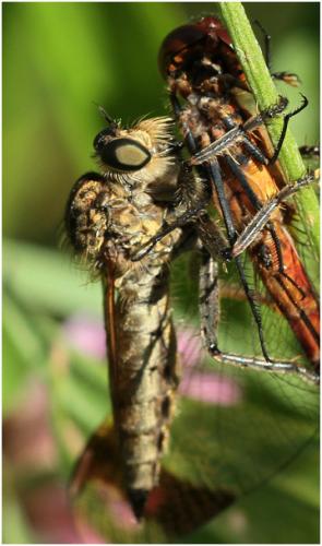 Machimus rusticus