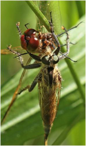 Machimus rusticus