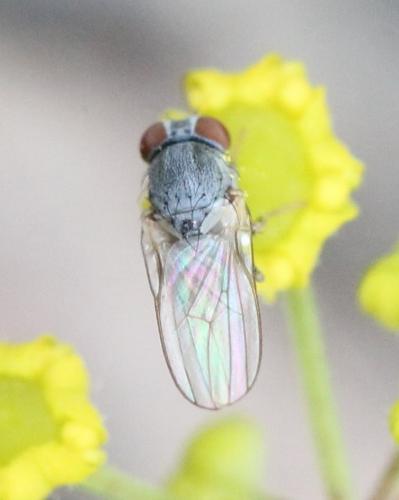 Leucopomyia silesiaca