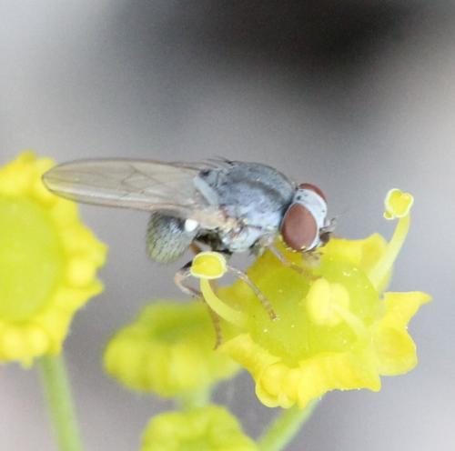Leucopomyia silesiaca