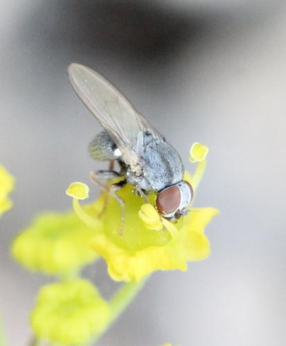Leucopomyia silesiaca