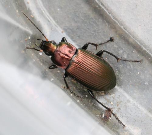 Poecilus cupreus