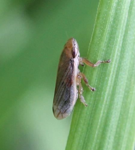 Neophilaenus sp.