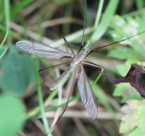 Tipula paludosa