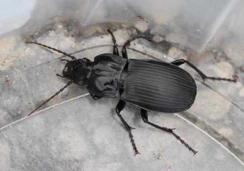 Abax parallelepipedus