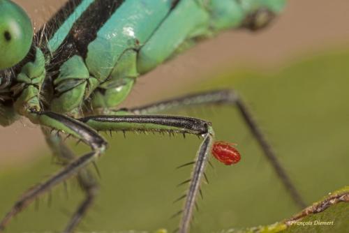 Réf. 127 758 : Ischnura elegans