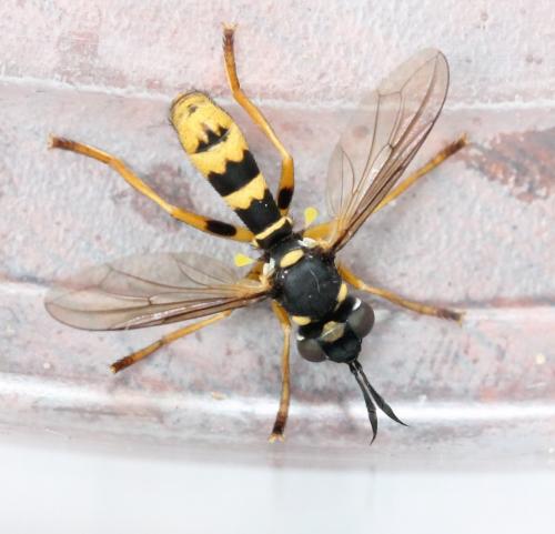 Leopoldius signatus