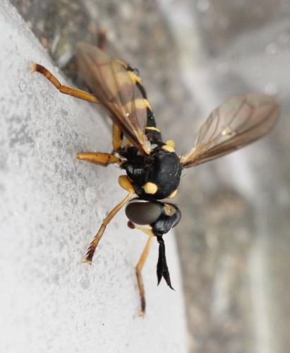 Leopoldius signatus