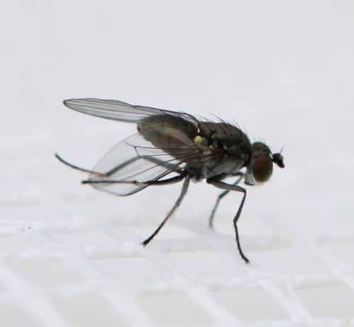 Réf. 127 437 : Hydrellia sp.