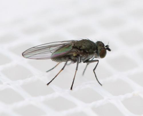 Réf. 127 436 : Hydrellia sp.