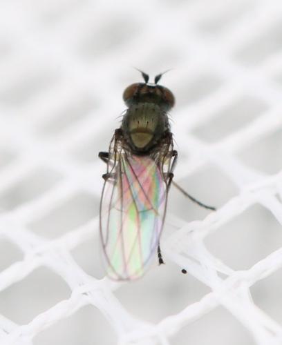 Réf. 127 438 : Hydrellia sp.