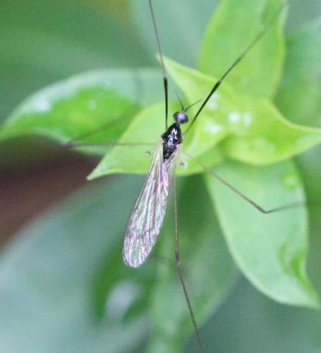 Dicranomyia morio