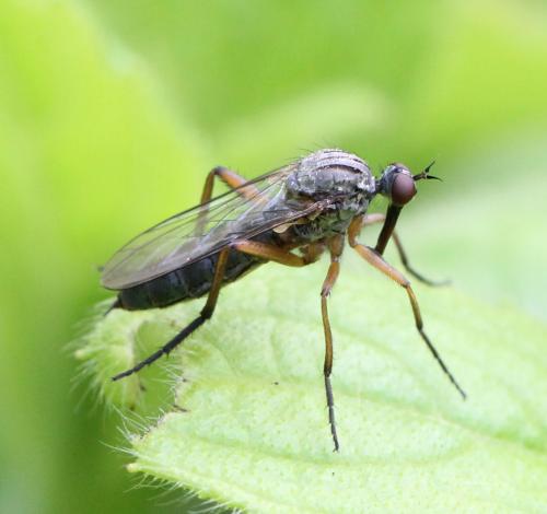 Empis livida