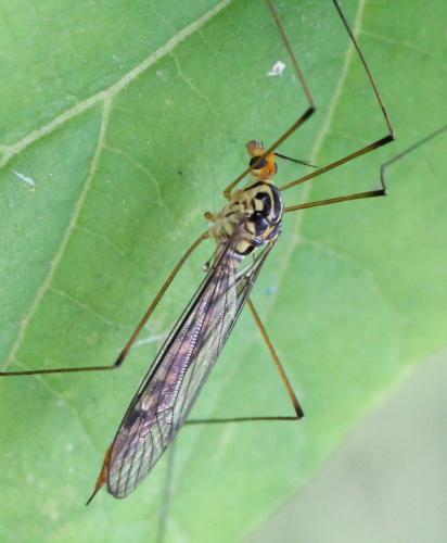 Nephrotoma flavipalpis