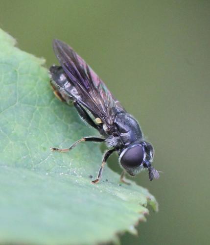 Réf. 127 452 : Pipiza noctiluca
