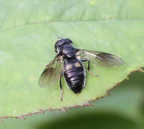 Réf. 127 454 : Pipiza noctiluca