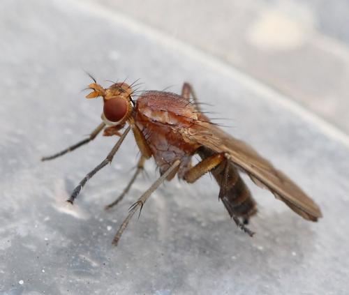 Tetanocera silvatica
