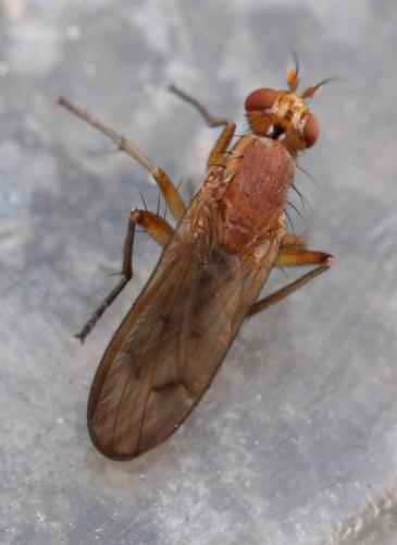 Réf. 127 475 : Tetanocera silvatica