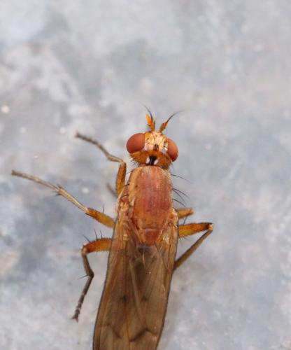 Réf. 127 476 : Tetanocera silvatica