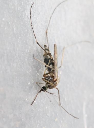 Réf. 127 488 : Aedes vexans