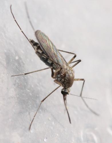 Réf. 127 490 : Aedes vexans