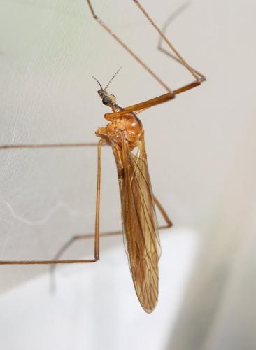 Euphylidorea lineola