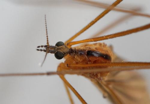 Euphylidorea lineola