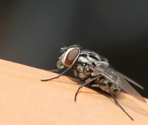 Graphomya maculata