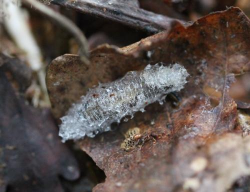 Keroplatus dispar