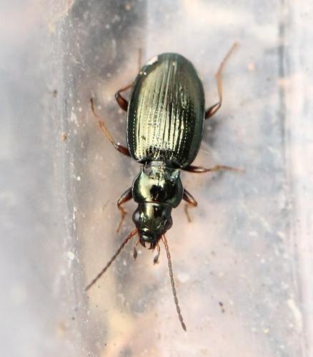 Réf. 127 592 : Bembidion deletum