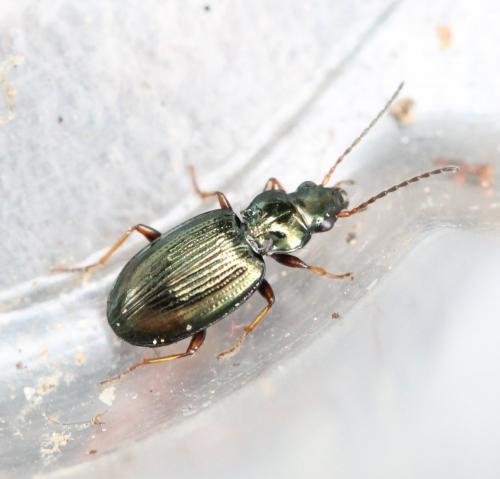 Réf. 127 593 : Bembidion deletum