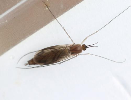 Keroplatus dispar