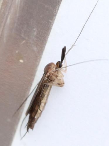 Keroplatus dispar